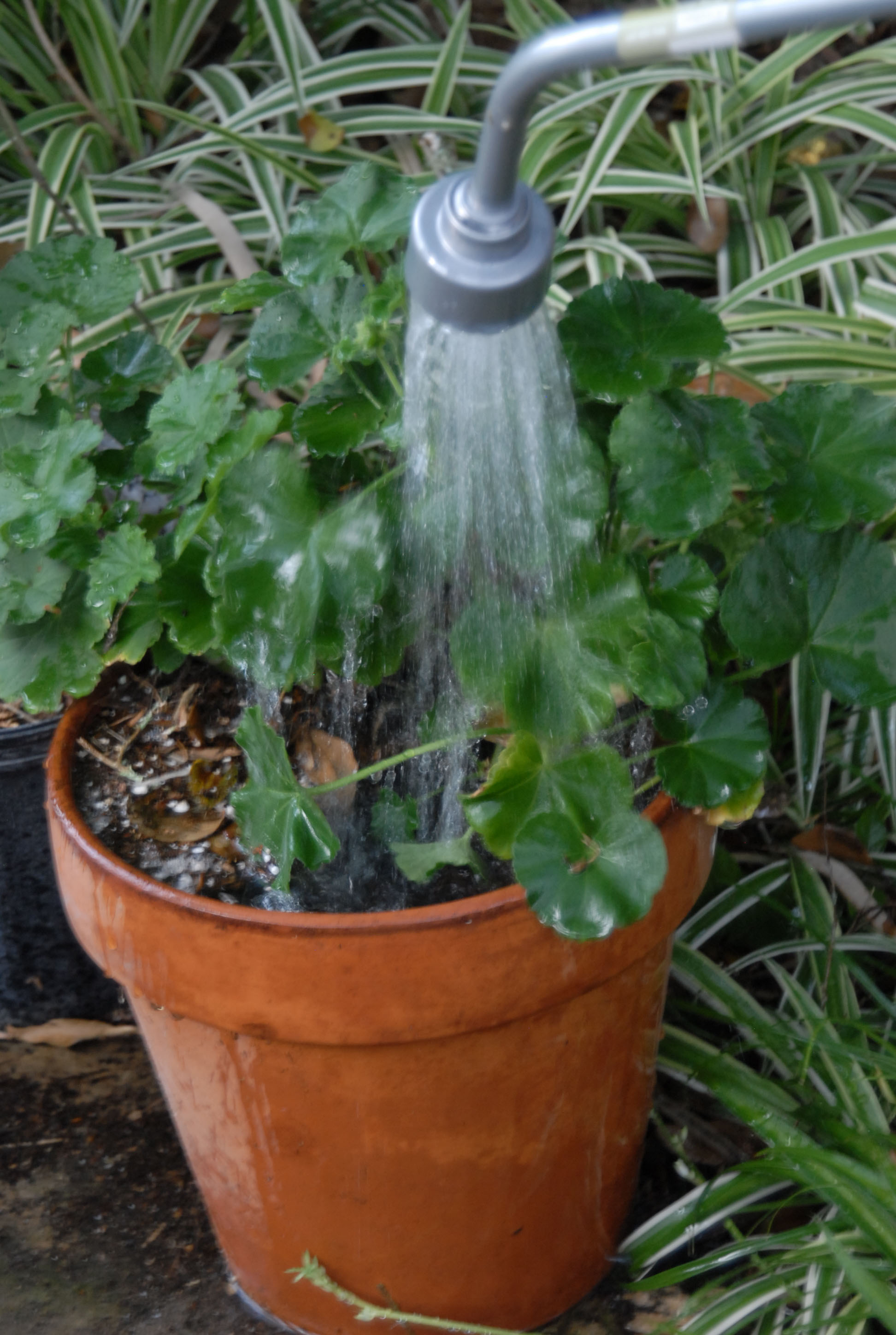 Plan for vacation plant care 